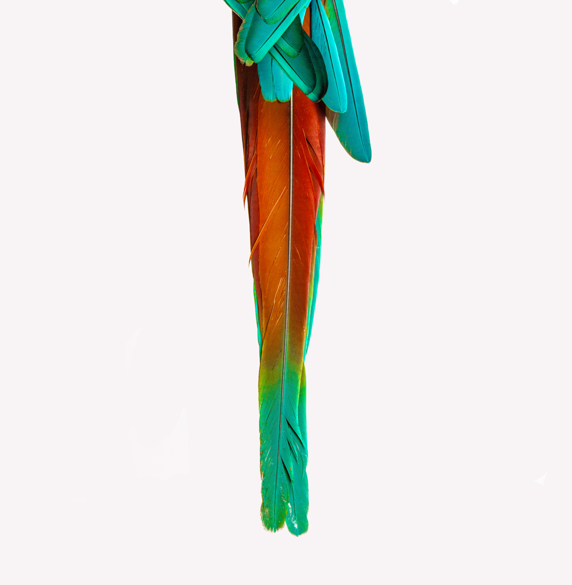 TailFeather_1r-10